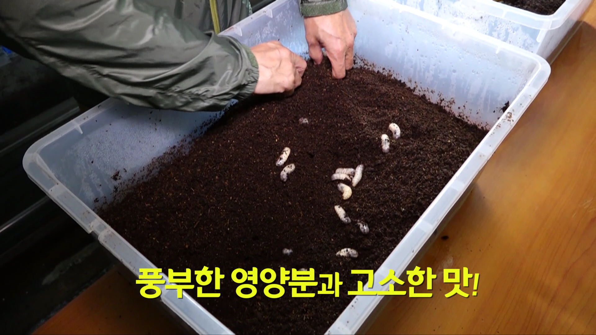 국제식량농업기구가 선택한 미래식량 식용곤충 흰점박이꽃무지